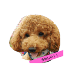 我が家のペットちゃん達（個別スタンプ：13）