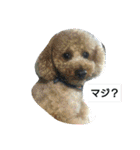 我が家のペットちゃん達（個別スタンプ：15）