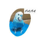 我が家のペットちゃん達（個別スタンプ：16）