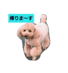 我が家のペットちゃん達（個別スタンプ：18）