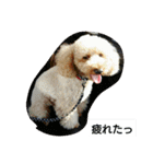 我が家のペットちゃん達（個別スタンプ：19）