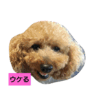 我が家のペットちゃん達（個別スタンプ：21）