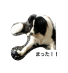 我が家のペットちゃん達（個別スタンプ：23）