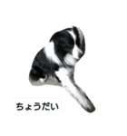 我が家のペットちゃん達（個別スタンプ：26）