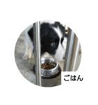 我が家のペットちゃん達（個別スタンプ：28）