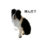 我が家のペットちゃん達（個別スタンプ：29）