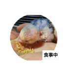 我が家のペットちゃん達（個別スタンプ：30）