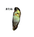 我が家のペットちゃん達（個別スタンプ：31）