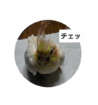 我が家のペットちゃん達（個別スタンプ：33）