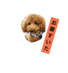 我が家のペットちゃん達（個別スタンプ：35）