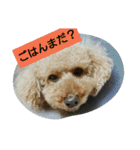 我が家のペットちゃん達（個別スタンプ：37）