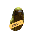 我が家のペットちゃん達（個別スタンプ：38）