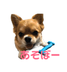 チワワのあらたくん（個別スタンプ：3）