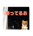 チワワのあらたくん（個別スタンプ：6）