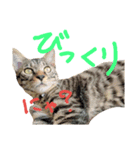 わさちくスタンプ 1巻（個別スタンプ：6）