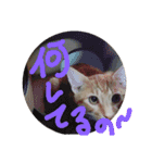 わさちくスタンプ 1巻（個別スタンプ：13）