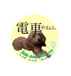 ワンちゃんズ4（個別スタンプ：5）