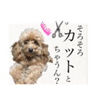 ワンちゃんズ4（個別スタンプ：6）