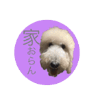ワンちゃんズ4（個別スタンプ：11）