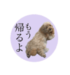 ワンちゃんズ4（個別スタンプ：12）