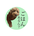 ワンちゃんズ4（個別スタンプ：13）