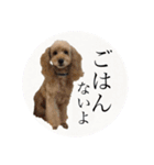 ワンちゃんズ4（個別スタンプ：14）