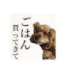 ワンちゃんズ4（個別スタンプ：15）