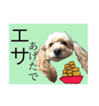 ワンちゃんズ4（個別スタンプ：17）