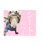 ワンちゃんズ4（個別スタンプ：19）