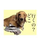 ワンちゃんズ4（個別スタンプ：21）