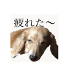 ワンちゃんズ4（個別スタンプ：23）
