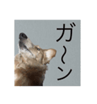 ワンちゃんズ4（個別スタンプ：24）