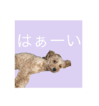 ワンちゃんズ4（個別スタンプ：25）