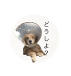 ワンちゃんズ4（個別スタンプ：27）