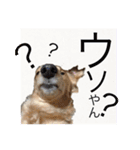 ワンちゃんズ4（個別スタンプ：28）
