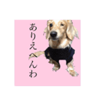 ワンちゃんズ4（個別スタンプ：32）