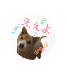ワンちゃんズ4（個別スタンプ：37）