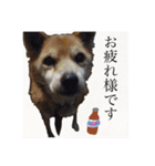 ワンちゃんズ4（個別スタンプ：40）