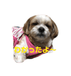 仲良し♡シーズー＆ペキニーズ♡（個別スタンプ：10）