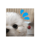 仲良し♡シーズー＆ペキニーズ♡（個別スタンプ：14）