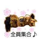 キングとダム（個別スタンプ：2）