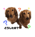 キングとダム（個別スタンプ：4）