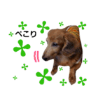 キングとダム（個別スタンプ：28）