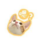 トラ猫栗栗ちゃんの日常（個別スタンプ：1）