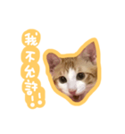 トラ猫栗栗ちゃんの日常（個別スタンプ：2）