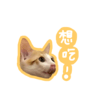 トラ猫栗栗ちゃんの日常（個別スタンプ：3）