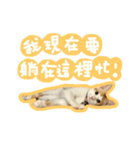 トラ猫栗栗ちゃんの日常（個別スタンプ：4）