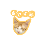 トラ猫栗栗ちゃんの日常（個別スタンプ：5）