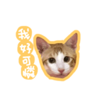 トラ猫栗栗ちゃんの日常（個別スタンプ：6）