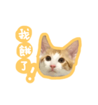 トラ猫栗栗ちゃんの日常（個別スタンプ：10）